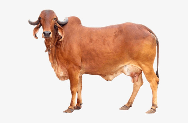 gir_cow_65e8d0ae-3aa3-4b0a-a5cb-9b03a3c4770f_600x600