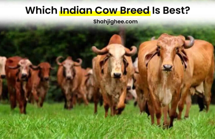 1682678335_13_-Best-Cow-Breed-In-India-2023-_Superior-Breeds_-Shahji-Ghee-1676115765_0aaffd34-51aa-4eac-a10c-4282a4ab72f2