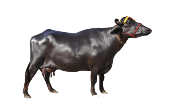 Indian_murrah_buffalo_600x600