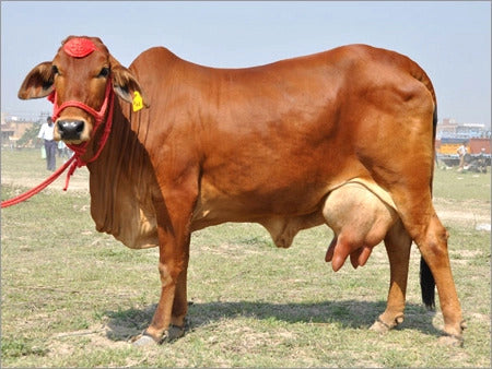 Sahiwal-Cow_600x600