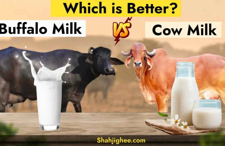 Cow-Milk-Vs-Buffalo-Milk-What-Is-The-Difference-_-Which-Is-Better-Shahji-Ghee-1676115780_1dd7716e-cf2f-4d2e-979c-7cdbebc4022a