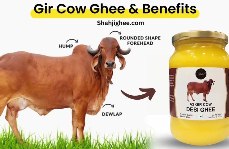 Gir cow