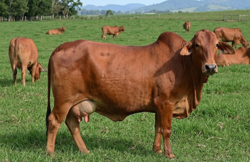 Sahiwal Cow