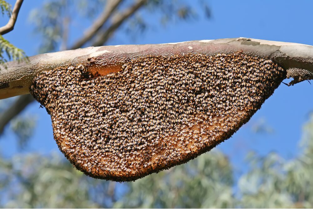 Natural Hive Development
