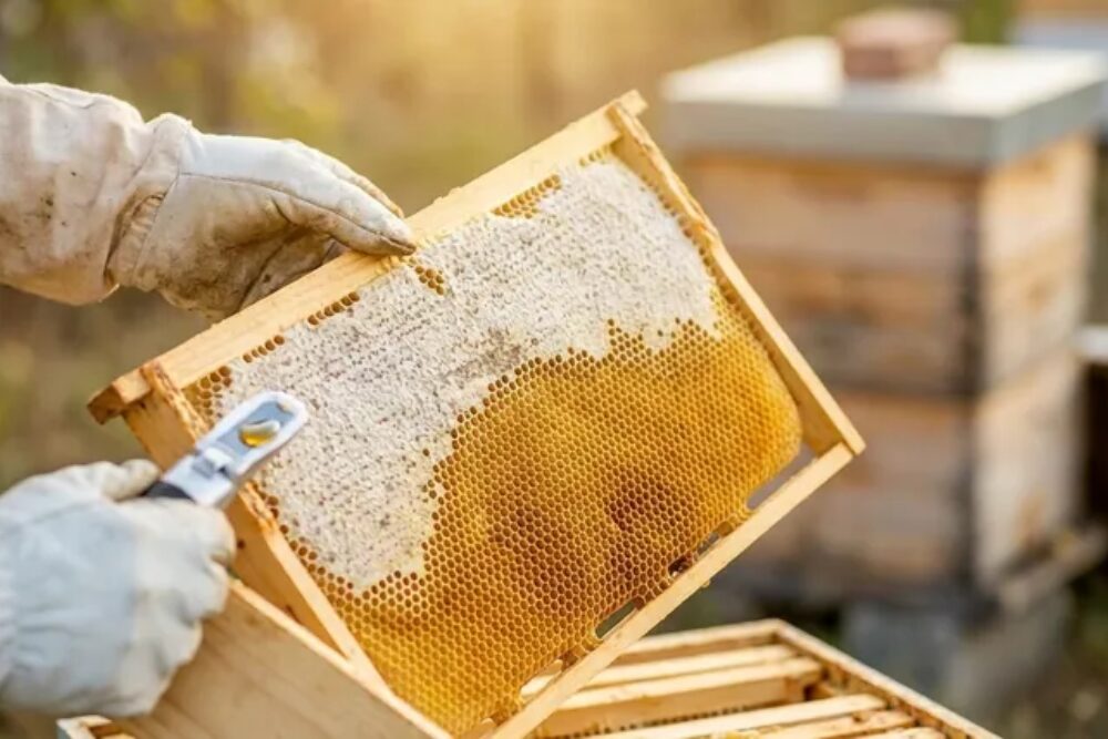 Careful Harvesting